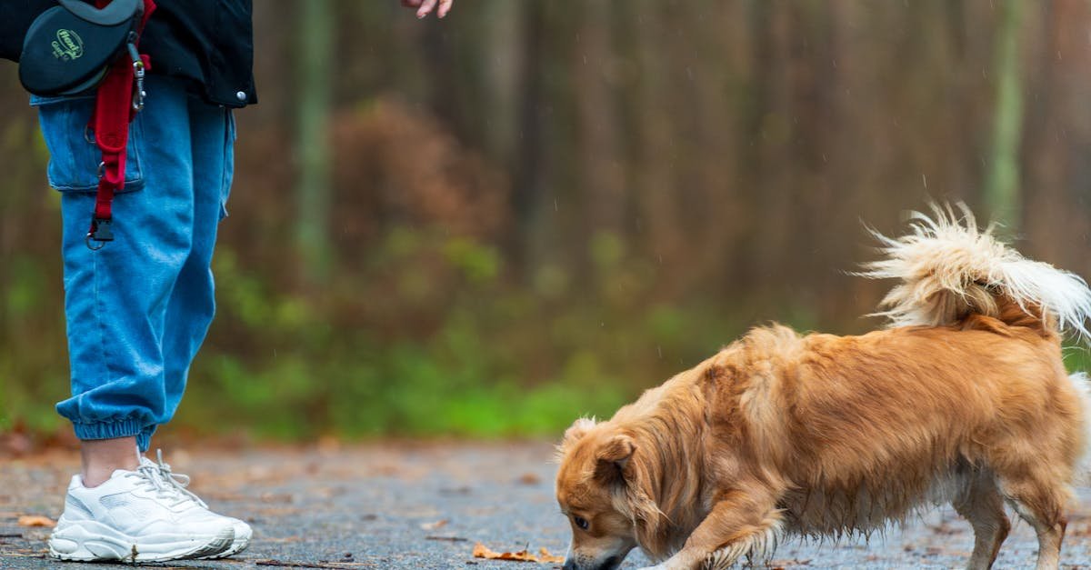 Pies ma biegunkę? Co możesz bezpiecznie podać w domu i kiedy jechać do weterynarza