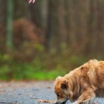Pies ma biegunkę? Co możesz bezpiecznie podać w domu i kiedy jechać do weterynarza