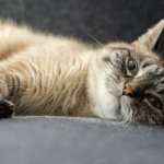 Sofa odporna na pazury: sprawdzone patenty dla domu z czworonogiem