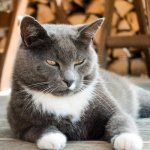 Dlaczego kot mruczy? Od relaksu po terapię - co naprawdę oznacza ten dźwięk
